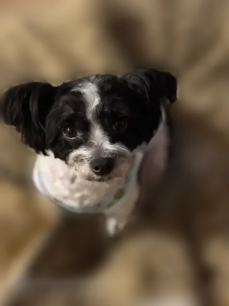 Lost dog, South King Drive, 7700, Chicago - small 11-pound black and white male with curly paws - photo