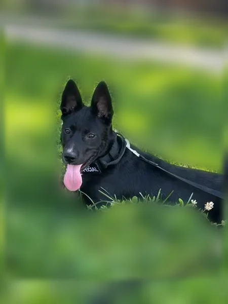 Lost dog, West 18th Street, 1121, Chicago - female, short hair, black coat - photo