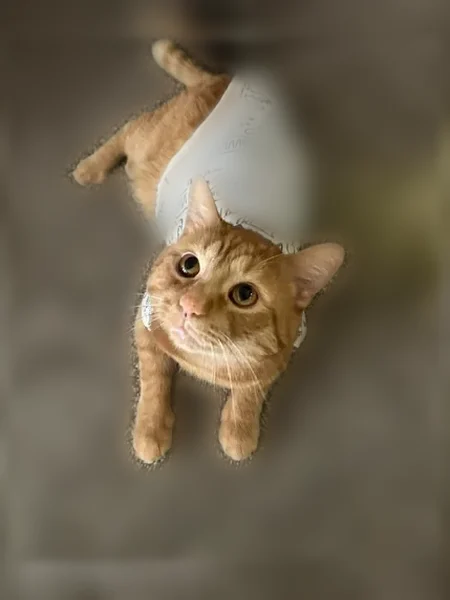 Lost cat, Herrington Drive, 1133, Monroe, Detroit - male, indoor cat, very afraid - photo