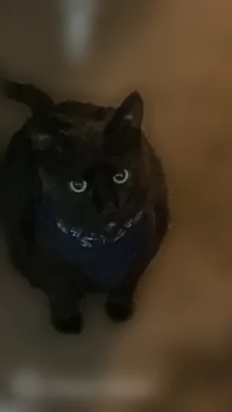 Lost cat, Parks Road, 1765, Cottage Grove - male, large, green eyes - photo