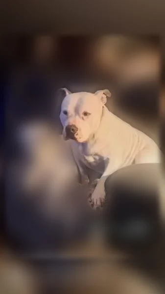 Lost dog, Old US 59, 3744, Ottawa - white with grey spots, very friendly - photo