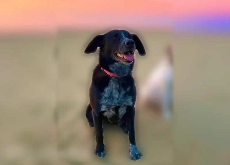 Lost dog, Harmony, West Virginia - female - photo