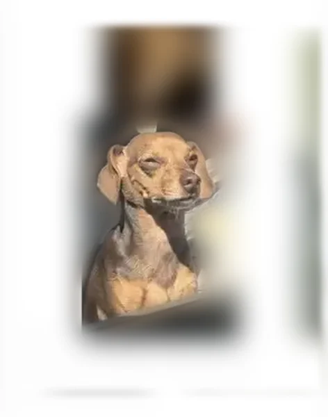 Lost dog, North Samsula Drive, 575, New Smyrna Beach, Orlando - male Dachshund with a white and black checkered collar - photo