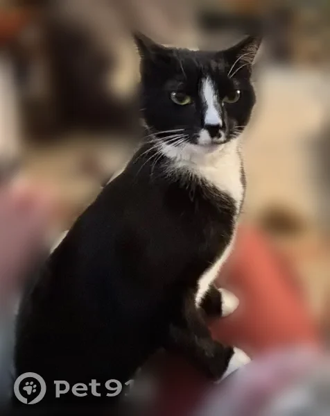 Lost cat, 25 Avenue Court Southeast, Puyallup, Spokane - female, timid, spayed Tuxedo American shorthair - photo