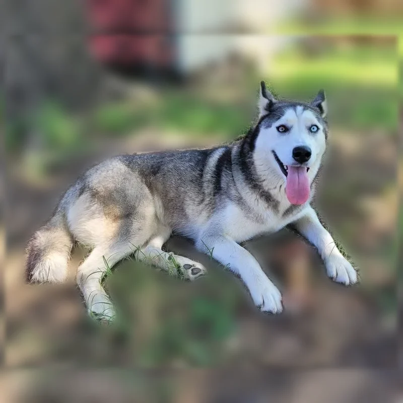 Lost dog, Bedford Road, 1552, Bedford - female, Husky, brown and blue eyes - photo
