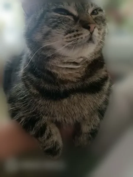 Chat perdu, Route des Fréchets, 51, Saint-Nazaire — femelle tigrée, pucée - photo