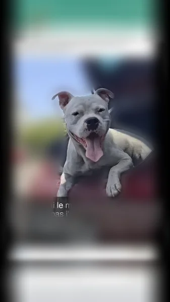 Perdu chien mâle, Route de Saint-Sylvain, 42, Briollay - type staff blanc albinos - photo