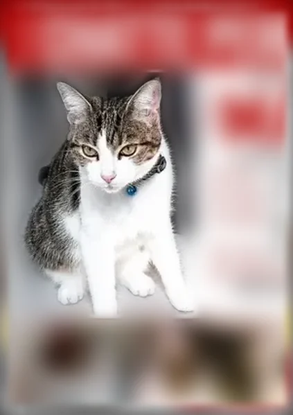 Chat perdu femelle, Rue des Champs Français, 18, Caumont-sur-Aure, Caumont-l'Éventé - nez rose et coussinets - photo