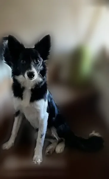 Chien perdu femelle, Rue Bernard Campmartin, 3, Montauban — Border Collie avec collier rose - photo