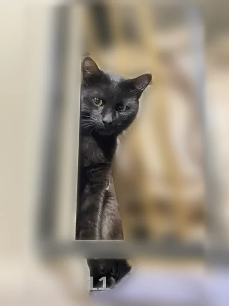 Lost cat, Myrtle Lane, 24, Streamwood - male, 2 years old - photo