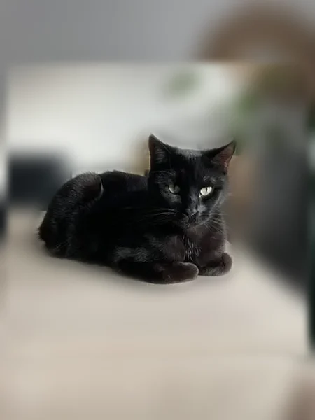 Perdu chat femelle, Chemin des Garennes, 1, Beauvoir-sur-Niort, Niort - entièrement noire aux yeux verts - photo