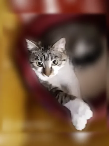 Chat perdu, Allée Brummel, 8, Luc-sur-Mer - femelle stérilisée, 6 ans - photo