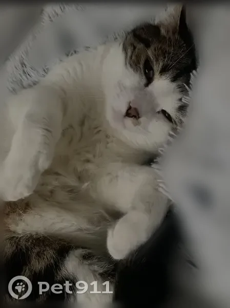 Chat perdu, Rue Jean Pierre Timbaud, 21, Saint-Cyr-l'École, Paris - photo