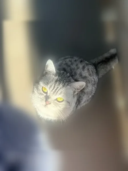Chat perdu femelle, Rue Colbert, 150, Lille - Scottish straight blanc et gris - photo