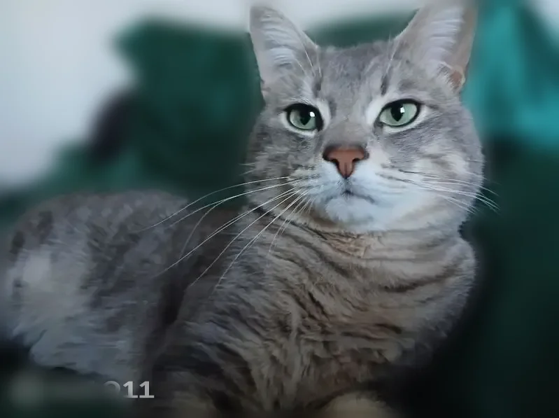 Perdu chat mâle, Chemin de Laprat, 4d, Valence — pelage blanc et couleur capucino - photo