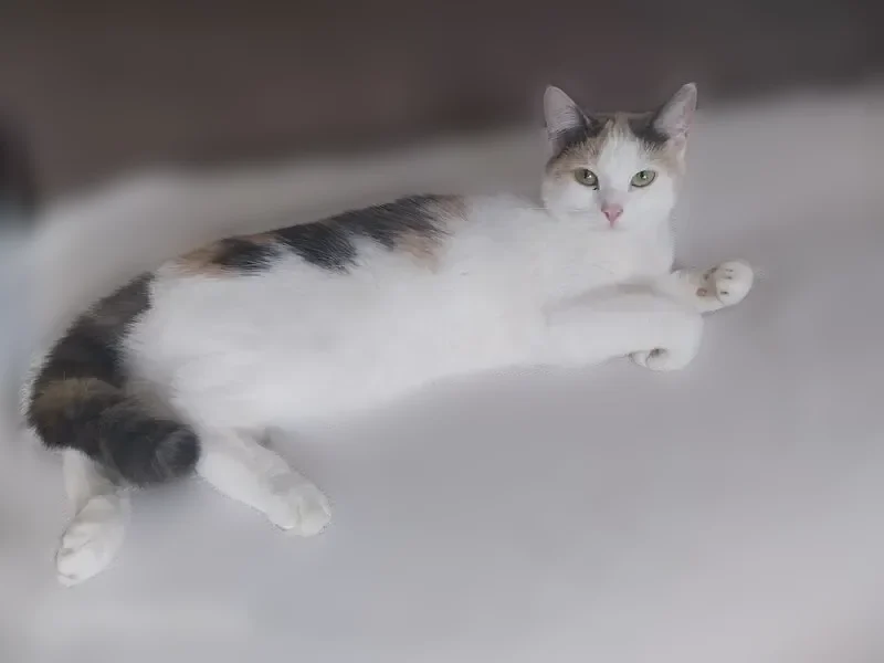 Chat perdu, femelle, Avenue Saint-Marcel, Loos, Paris - jeune, n'a pas l'habitude de sortir - photo