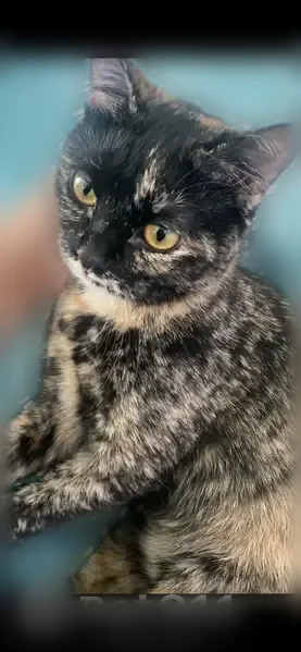 Chat perdu femelle, Rue Georges Bizet, 5, Marcq-en-Barœul, Paris - queue courte et cassée - photo