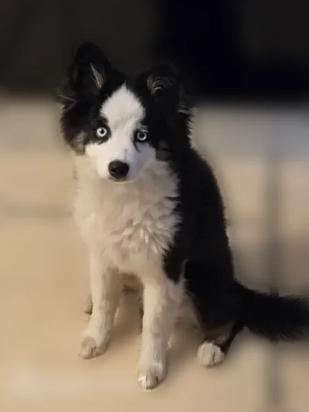 Chien perdu mâle, Chemin du Creux du Loup, 70, Ensuès-la-Redonne - Border Collie de petite taille - photo
