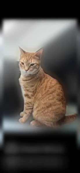 Chat perdu, Rue des Carmes, 48, Saint-Jean-de-Braye - mâle roux tabby, craintif - photo