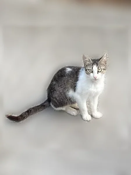 Chat trouvé femelle, Rue Jules andrade, 30, Rennes - non stérilisée - photo