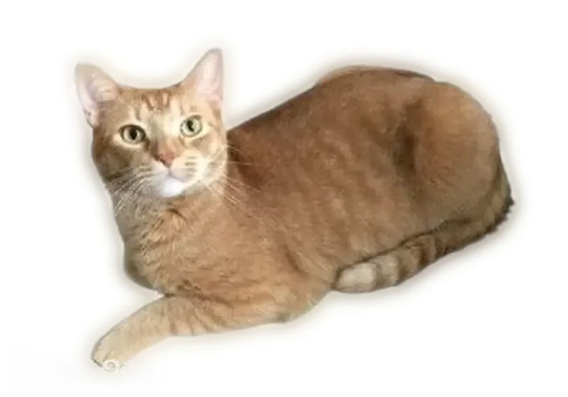 Lost cat, Mount Eagle Lane, Maryland, Waldorf - male ginger tabby - photo