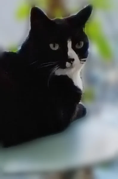 Chat perdu femelle, Rue du Béal, Nice - noir avec museau et plastron blancs - photo