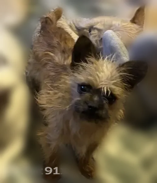Lost dog, Chatfield Street, 7069, Detroit — male, very small brown shaggy yorkie mix - photo