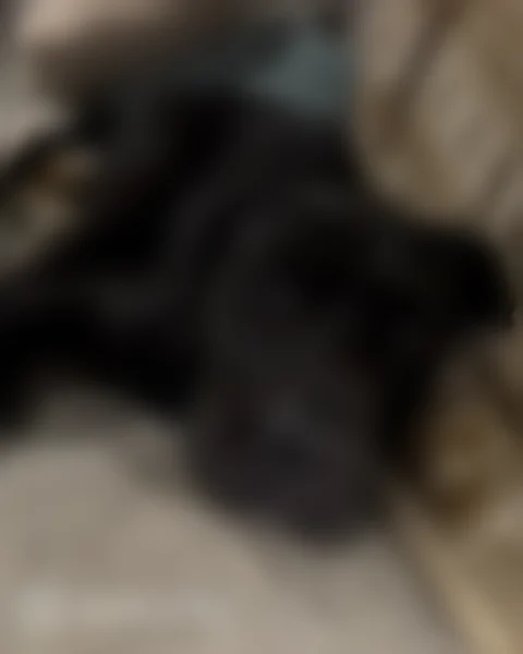 Lost dog, North Taylor Street, Little Rock - black coat, white chest patch, no collar - photo