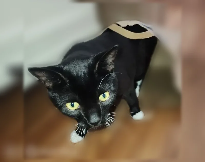 Lost cat, South Dupont Highway, 4948, Camden - 9 month old male tuxedo kitten - photo