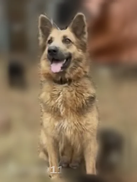 Lost dog, Guin, Alabama - female, brown collar, recently had puppies - photo