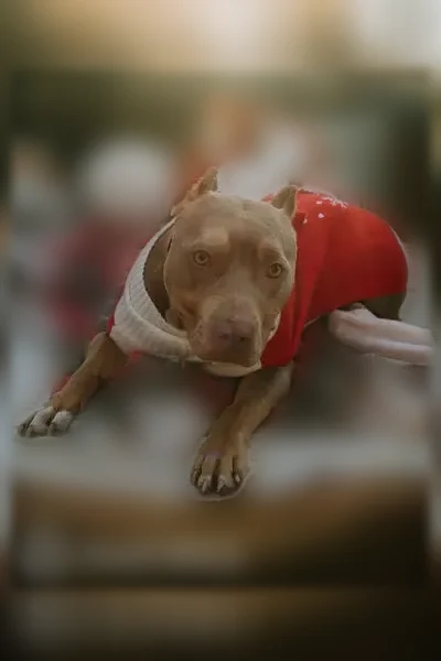 Lost dog, Walnut Street, 250, Southport — timid, sweet female - photo