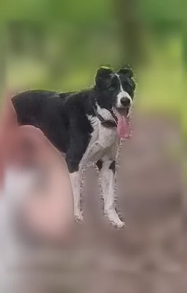 Chien perdu mâle, Route de Saint-Nauphary, 3836, Montauban - border collie noir et blanc - photo
