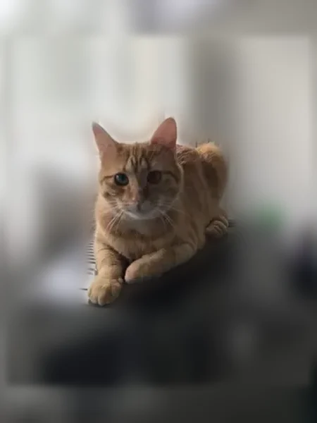 Chat perdu, Rue Jean Prévost, Gennevilliers - femelle - photo