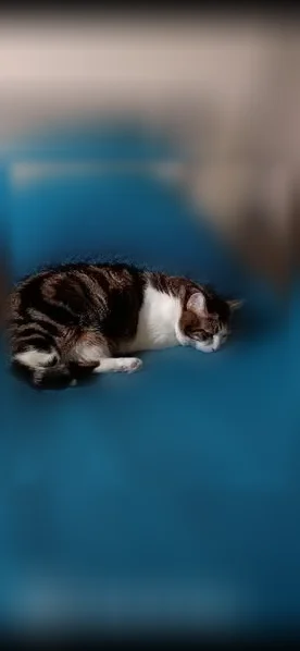 Chat perdu mâle, Rue Jean Pierre Timbaud, Saint-Cyr-l'École, Paris - tigré - photo