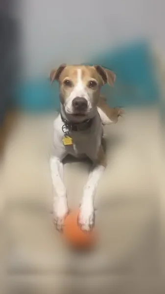 Lost dog, Berwin Street, Akron, Cleveland — female husky mix, tan and white, pink collar - photo