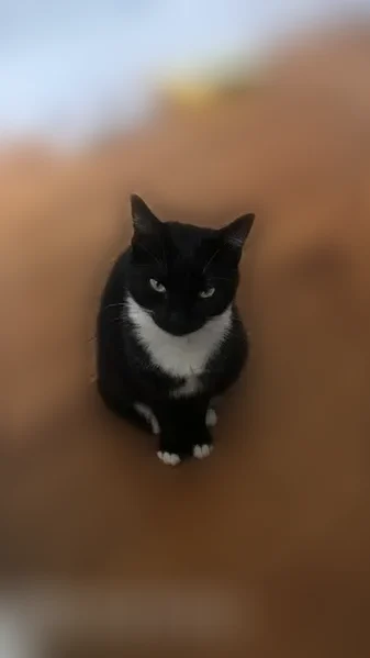 Chat disparu Fille, Lyon (fl596582) - photo