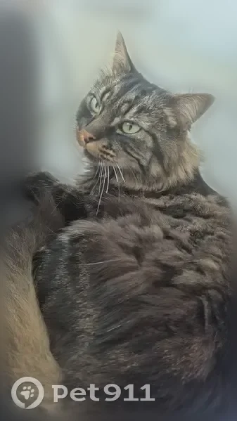 Chat perdu mâle, Rue de la Greneraie, 9, Saint-Sébastien-sur-Loire - gris, très timide - photo