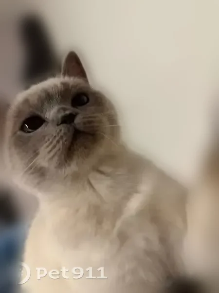 Chat perdu femelle, Allée du Rendez Vous, 53, Les Pavillons-sous-Bois - blue point, petite - photo