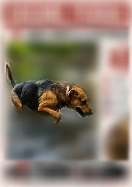 Chien perdu, Chemin des Charbonnières, 100, Doussard - femelle - photo
