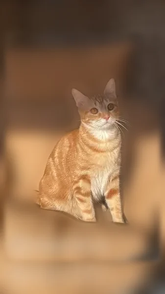 Chat perdu femelle, Rue Alexandre Antonini, 17, Clichy, Paris - roux tigré, craintive - photo