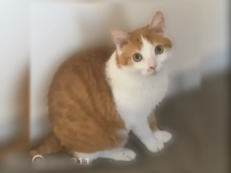 Chat perdu mâle, Rue Joannes Beaulieu, 46, Saint-Just-Saint-Rambert, Saint-Étienne - photo