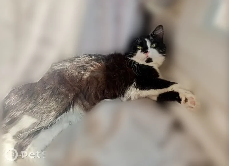 Chat perdu mâle, Avenue Michel Crépeau, 5, Douai - timide et craintif - photo