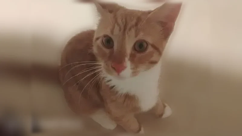 Lost cat, Haskell Avenue, Rockford, Chicago - male, orange with white paws - photo