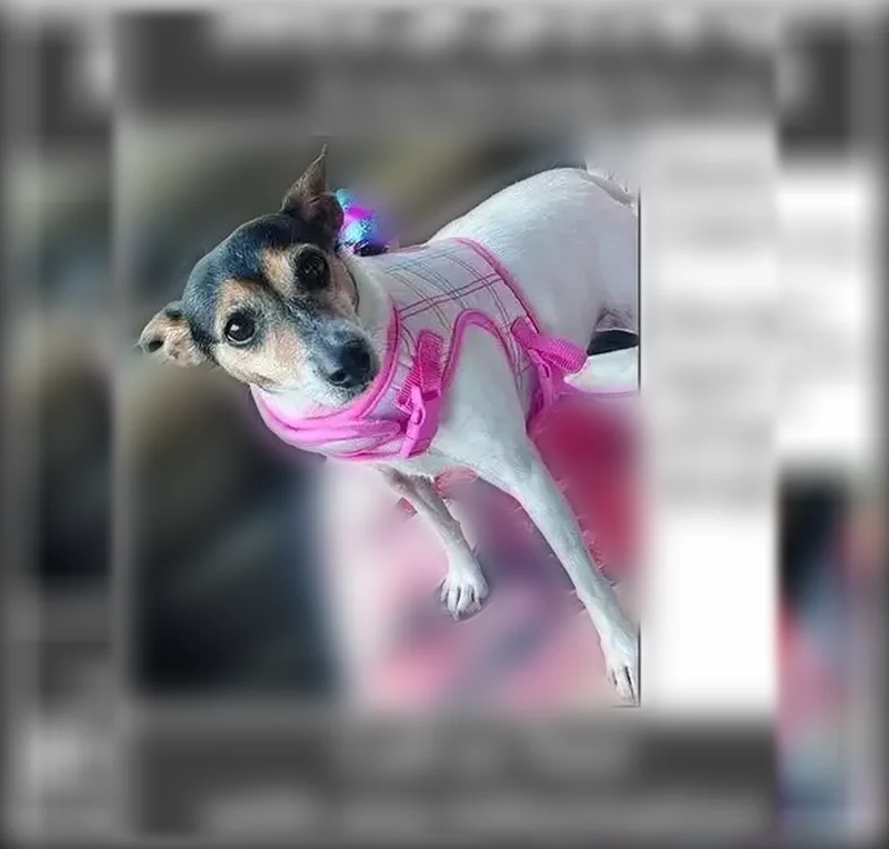 Lost dog, West 160th Street, 32786, Lawson, Arlington - female, full white body, docked tail - photo