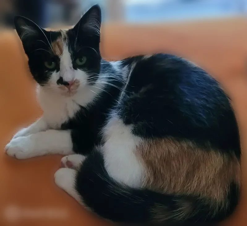Perdu chat femelle, Route de la Peyrigne, 2270, Moirax, Mérignac - tricolore, petite tache noire sur le nez - photo