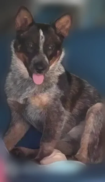 Lost dog, Russ Rumsey Road, 306, Maysville - very friendly, docked tail - photo