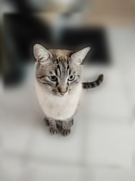Chat perdu mâle, Rue du Docteur Jean Lebrun, 40, Sèvremoine, Saint-Macaire-en-Mauges - tigré beige, poil court - photo