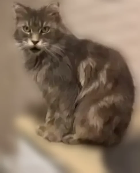 Perdu chat femelle, Valenciennes — à poils longs gris, yeux jaunes - photo