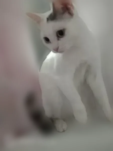 Chat perdu, femelle, Avenue Maréchal Leclerc, 17, Givors - blanche, queue rayée grise - photo