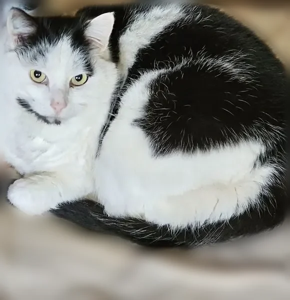 Perdu chat mâle, Chemin des Sellieres, 290, Simandre-sur-Suran, Lyon - blanc et noir, pucé, castré - photo